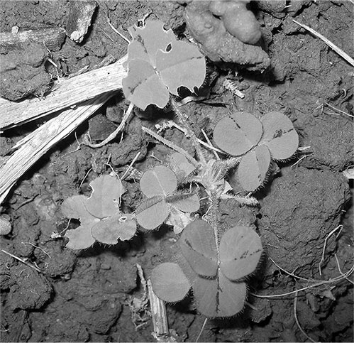 Иллюстрация к книге — Секреты доброй почвы для чудо-урожая [i_069.jpg]