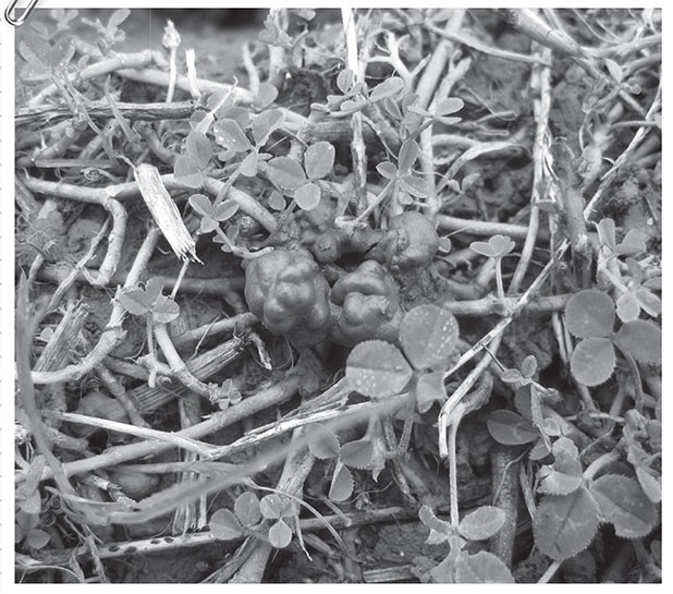 Иллюстрация к книге — Секреты доброй почвы для чудо-урожая [i_073.jpg]