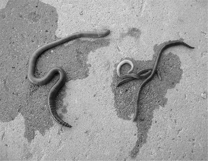 Иллюстрация к книге — Секреты доброй почвы для чудо-урожая [i_074.jpg]