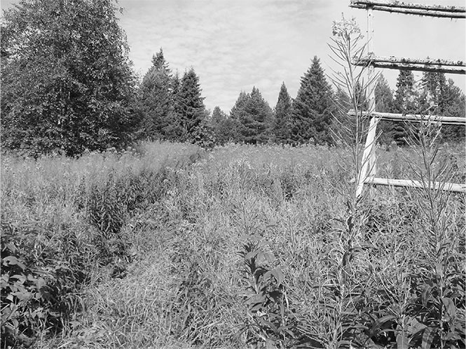 Иллюстрация к книге — Секреты доброй почвы для чудо-урожая [i_079.jpg]