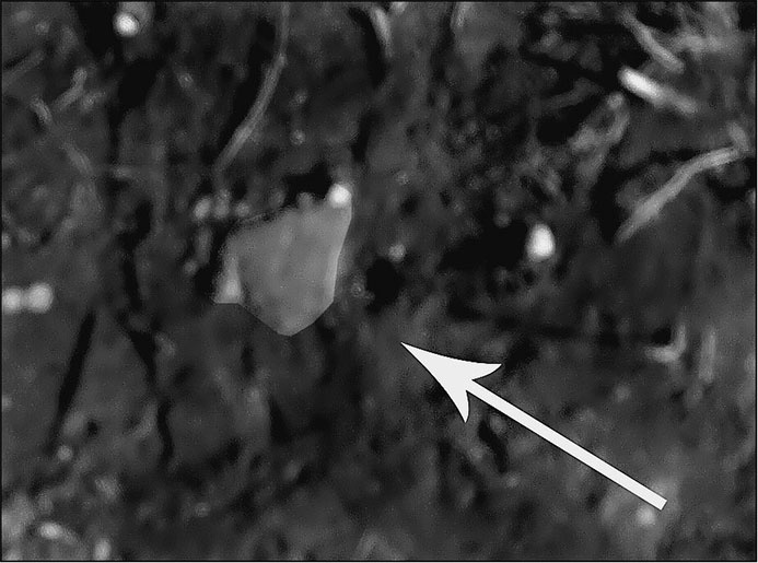 Иллюстрация к книге — Предания Синих камней [i_039.jpg]