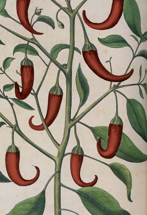 Иллюстрация к книге — Битвы за еду и войны культур. Тайные двигатели истории [i_003.jpg]