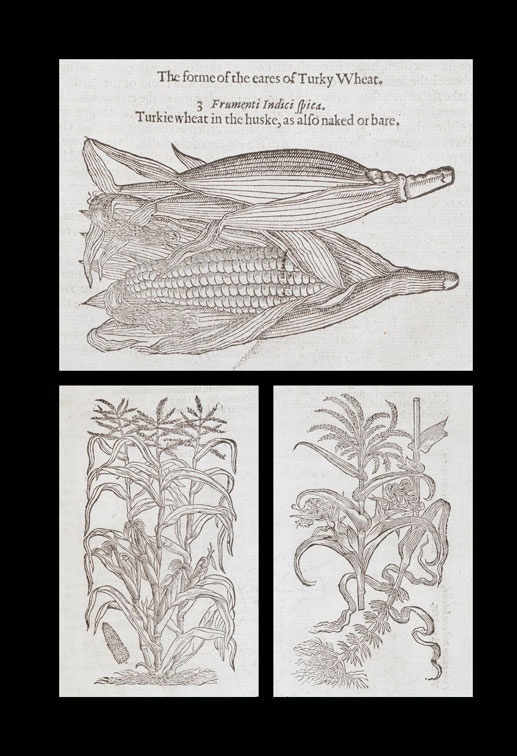 Иллюстрация к книге — Битвы за еду и войны культур. Тайные двигатели истории [i_182.jpg]