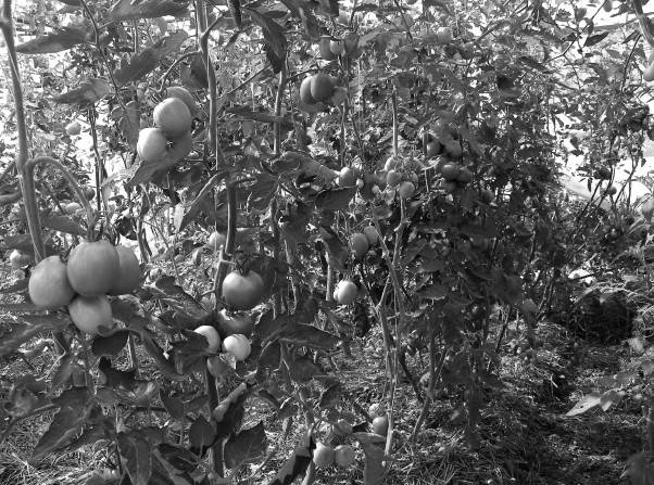 Иллюстрация к книге — Защита сада и огорода без химии. Как перехитрить болезни и вредителей [i_009.jpg]