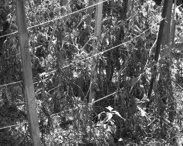 Иллюстрация к книге — Защита сада и огорода без химии. Как перехитрить болезни и вредителей [i_010.jpg]