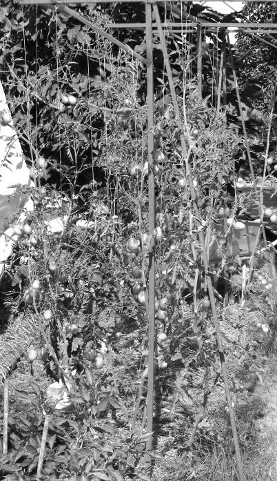 Иллюстрация к книге — Защита сада и огорода без химии. Как перехитрить болезни и вредителей [i_011.jpg]