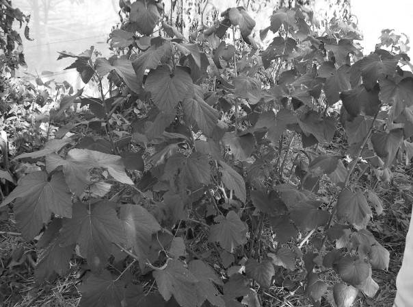 Иллюстрация к книге — Защита сада и огорода без химии. Как перехитрить болезни и вредителей [i_019.jpg]