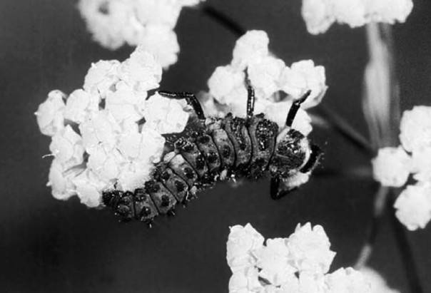 Иллюстрация к книге — Защита сада и огорода без химии. Как перехитрить болезни и вредителей [i_032.jpg]