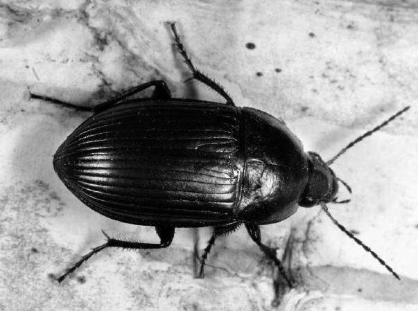 Иллюстрация к книге — Защита сада и огорода без химии. Как перехитрить болезни и вредителей [i_033.jpg]