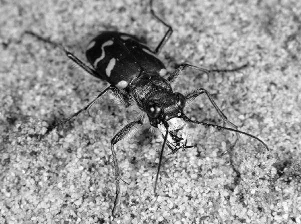 Иллюстрация к книге — Защита сада и огорода без химии. Как перехитрить болезни и вредителей [i_035.jpg]