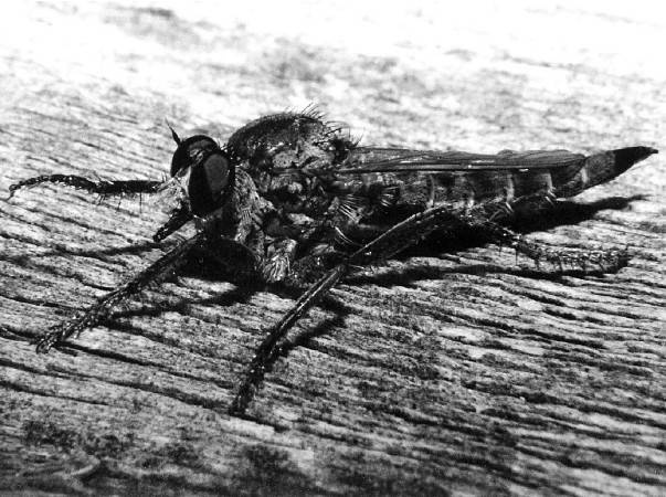 Иллюстрация к книге — Защита сада и огорода без химии. Как перехитрить болезни и вредителей [i_037.jpg]