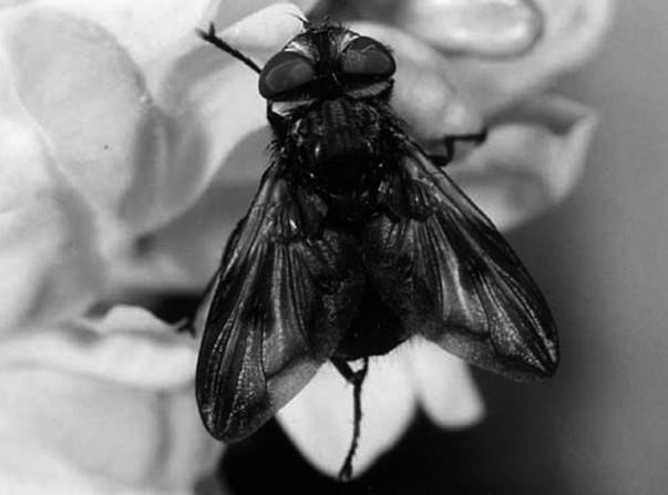 Иллюстрация к книге — Защита сада и огорода без химии. Как перехитрить болезни и вредителей [i_038.jpg]