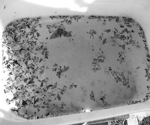 Иллюстрация к книге — Защита сада и огорода без химии. Как перехитрить болезни и вредителей [i_041.jpg]