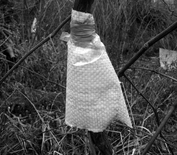 Иллюстрация к книге — Защита сада и огорода без химии. Как перехитрить болезни и вредителей [i_043.jpg]