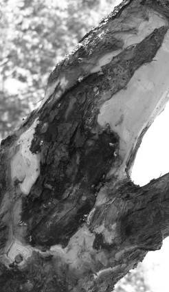 Иллюстрация к книге — Защита сада и огорода без химии. Как перехитрить болезни и вредителей [i_046.jpg]