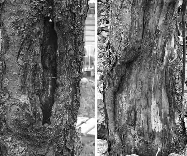 Иллюстрация к книге — Защита сада и огорода без химии. Как перехитрить болезни и вредителей [i_047.jpg]