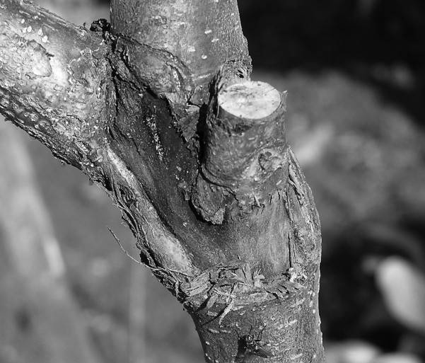 Иллюстрация к книге — Защита сада и огорода без химии. Как перехитрить болезни и вредителей [i_048.jpg]