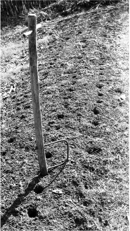 Иллюстрация к книге — Посевной календарь на 2017 год с советами ведущего огородника [i_013.jpg]