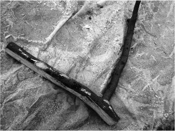 Иллюстрация к книге — Посевной календарь на 2017 год с советами ведущего огородника [i_018.jpg]