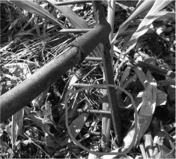 Иллюстрация к книге — Посевной календарь на 2017 год с советами ведущего огородника [i_021.jpg]