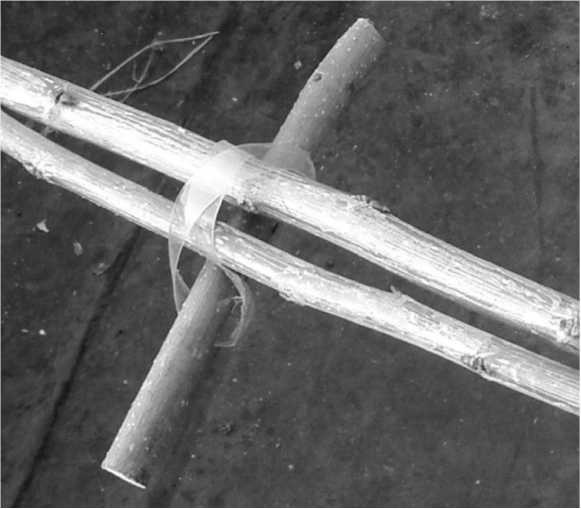 Иллюстрация к книге — Посевной календарь на 2017 год с советами ведущего огородника [i_023.jpg]