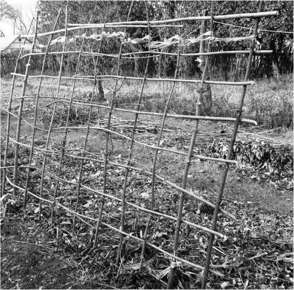 Иллюстрация к книге — Посевной календарь на 2017 год с советами ведущего огородника [i_026.jpg]