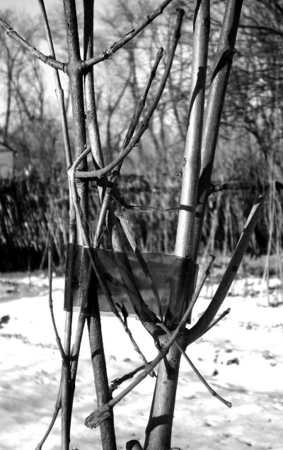 Иллюстрация к книге — Посевной календарь на 2017 год с советами ведущего огородника [i_028.jpg]