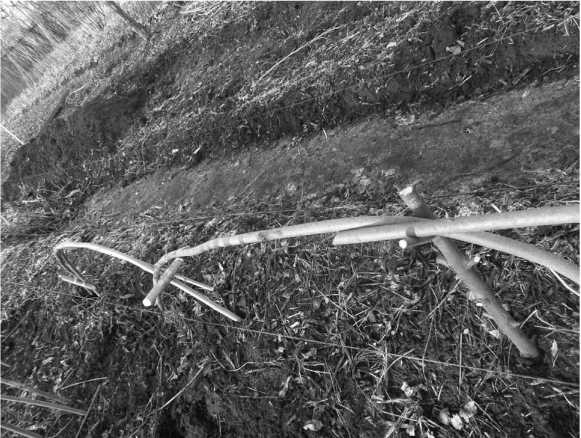 Иллюстрация к книге — Посевной календарь на 2017 год с советами ведущего огородника [i_031.jpg]