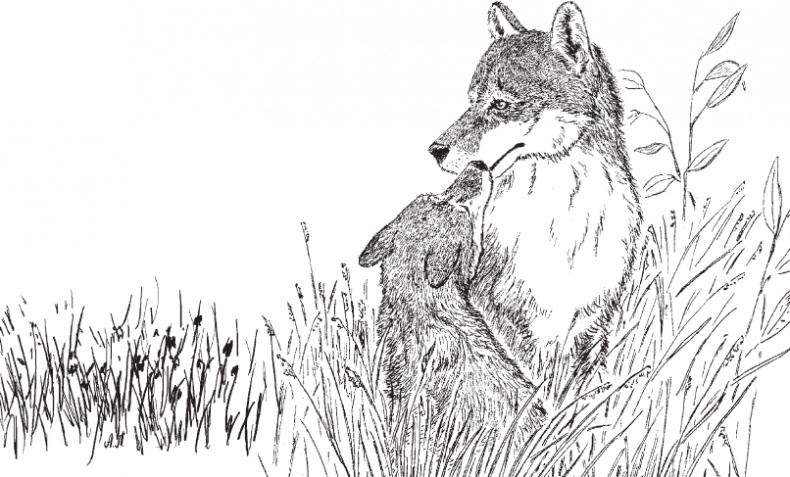 Иллюстрация к книге — Мои питомцы. С вопросами и ответами для почемучек [_106.jpg]