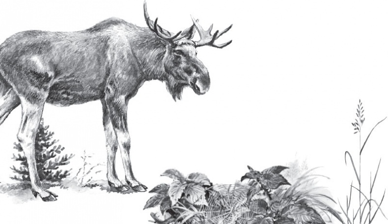 Иллюстрация к книге — Мои питомцы. С вопросами и ответами для почемучек [_107.jpg]