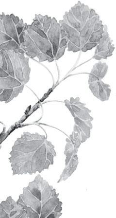 Иллюстрация к книге — Мои питомцы. С вопросами и ответами для почемучек [_111.jpg]