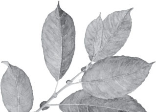 Иллюстрация к книге — Мои питомцы. С вопросами и ответами для почемучек [_113.jpg]