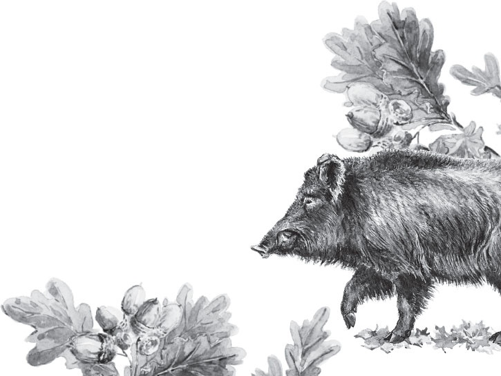 Иллюстрация к книге — Мои питомцы. С вопросами и ответами для почемучек [_114.jpg]