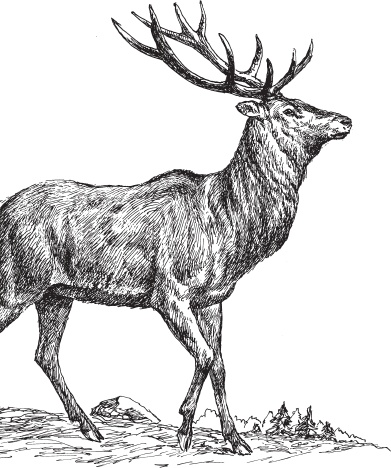 Иллюстрация к книге — Мои питомцы. С вопросами и ответами для почемучек [_117.jpg]