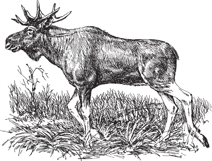 Иллюстрация к книге — Мои питомцы. С вопросами и ответами для почемучек [_119.jpg]