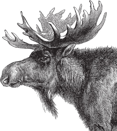 Иллюстрация к книге — Мои питомцы. С вопросами и ответами для почемучек [_120.jpg]