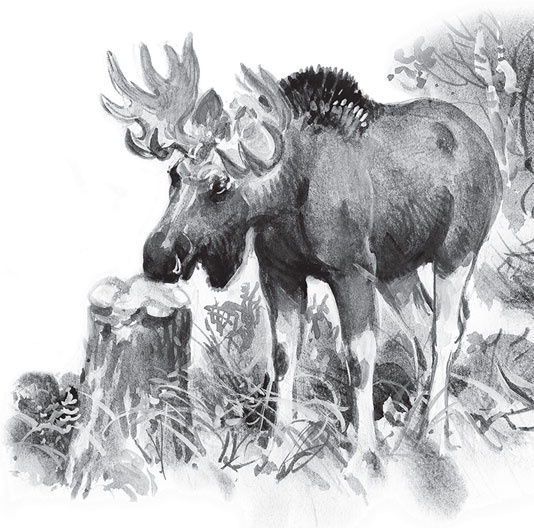 Иллюстрация к книге — Мои питомцы. С вопросами и ответами для почемучек [_121.jpg]