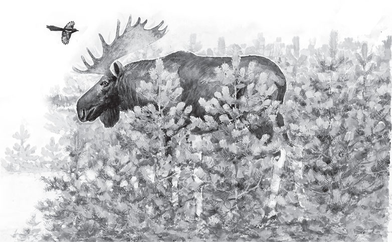 Иллюстрация к книге — Мои питомцы. С вопросами и ответами для почемучек [_123.jpg]