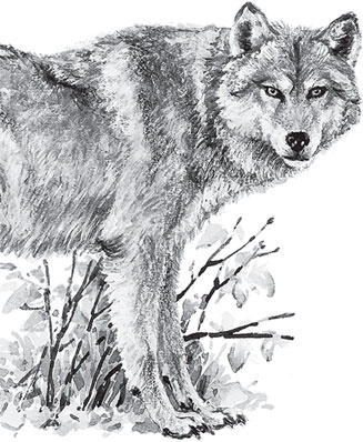 Иллюстрация к книге — Мои питомцы. С вопросами и ответами для почемучек [_128.jpg]