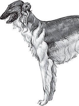 Иллюстрация к книге — Мои питомцы. С вопросами и ответами для почемучек [_129.jpg]