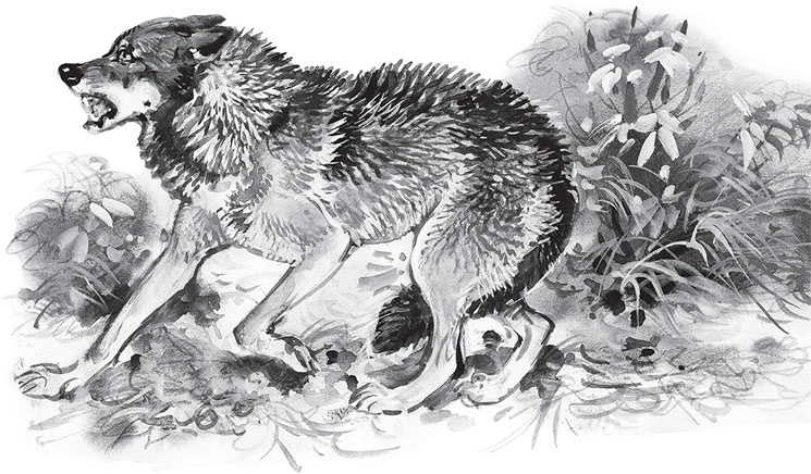 Иллюстрация к книге — Мои питомцы. С вопросами и ответами для почемучек [_132.jpg]