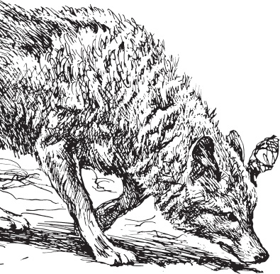 Иллюстрация к книге — Мои питомцы. С вопросами и ответами для почемучек [_133.jpg]