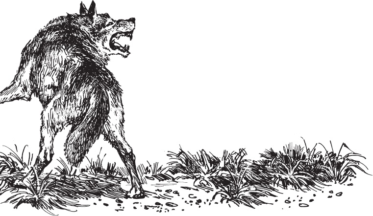 Иллюстрация к книге — Мои питомцы. С вопросами и ответами для почемучек [_137.jpg]