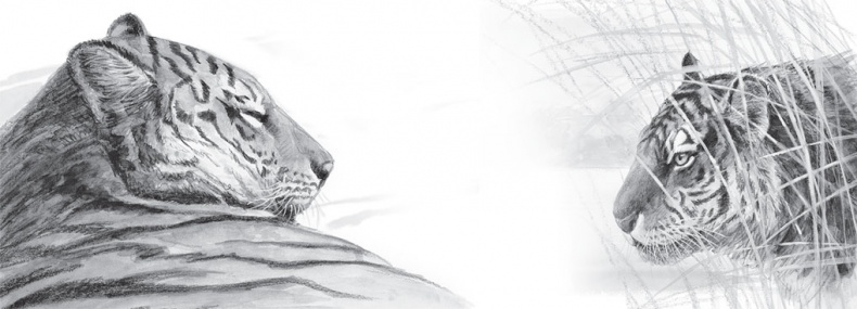 Иллюстрация к книге — Мои питомцы. С вопросами и ответами для почемучек [_143.jpg]