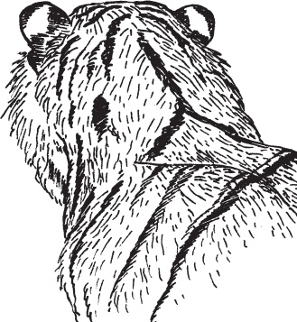 Иллюстрация к книге — Мои питомцы. С вопросами и ответами для почемучек [_144.jpg]