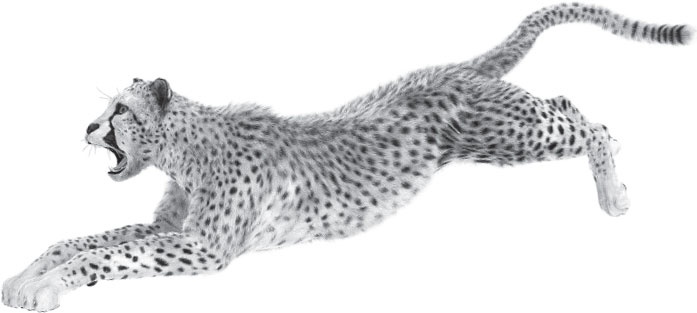 Иллюстрация к книге — Мои питомцы. С вопросами и ответами для почемучек [_22.jpg]