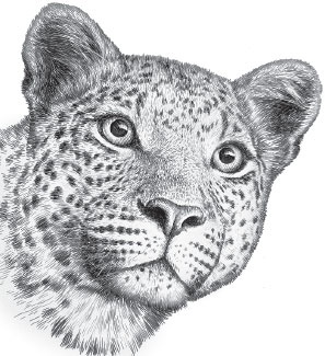 Иллюстрация к книге — Мои питомцы. С вопросами и ответами для почемучек [_27.jpg]