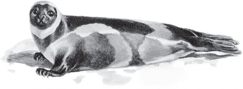 Иллюстрация к книге — Мои питомцы. С вопросами и ответами для почемучек [_36.jpg]