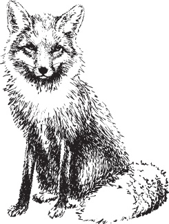 Иллюстрация к книге — Мои питомцы. С вопросами и ответами для почемучек [_45.jpg]