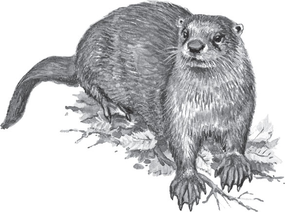 Иллюстрация к книге — Мои питомцы. С вопросами и ответами для почемучек [_48.jpg]